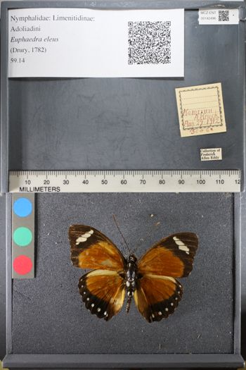 Media type: image;   Entomology 142496